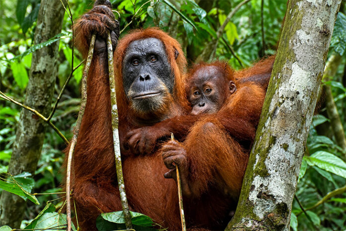sumatran-oranguan